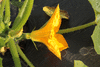 Cucurbita pepo Flying saucer; fleurs-M