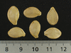 Cucurbita pepo Ptisson orange; graines