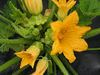 Cucurbita pepo Ptisson jaune panach vert; fleurs-F