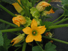 Cucurbita pepo Pâtisson jaune panaché vert; fleurs-M