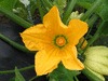 Cucurbita pepo Pâtisson jaune panaché vert; fleurs-F