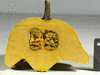 Cucurbita pepo Pâtisson jaune panaché vert; coupes
