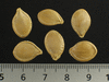 Cucurbita pepo Ptisson jaune panach vert; graines