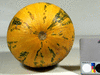 Cucurbita pepo Szentese oliva; ombilics