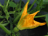 Cucurbita pepo Kuka�; fleurs-F