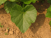 Cucurbita pepo F1 Ptisson peter pan scallop; feuilles