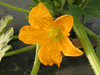 Cucurbita pepo Golden marbr�; fleurs-M