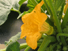 Cucurbita pepo Golden marbr�; fleurs-F