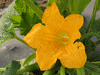 Cucurbita pepo Golden marbr; fleurs-F