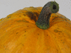 Cucurbita pepo Golden marbr; pedoncules