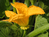Cucurbita pepo Golden marbr; fleurs-F