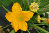 Cucurbita pepo Golden marbr; fleurs-M
