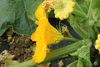 Cucurbita pepo Golden marbr; fleurs-M