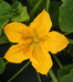 Cucurbita pepo Wee b little; fleurs-F