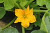 Cucurbita pepo Wee b little; fleurs-M