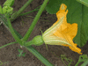 Cucurbita pepo Kamo kamo; fleurs-F