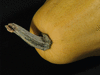 Cucurbita pepo Fordhook; pedoncules