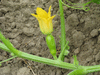 Cucurbita pepo Fordhook; fleurs-F