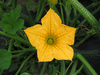 Cucurbita pepo Autumn wings green; fleurs-M