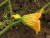 Cucurbita pepo Autumn wings green; fleurs-F