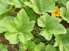 Cucurbita pepo Autumn wings green; feuilles