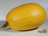 Cucurbita pepo Annabell; fruits