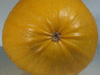 Cucurbita pepo Annabell; ombilics