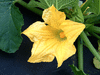 Cucurbita pepo F1 Batwing Acorn; fleurs-F