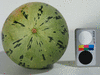 Cucurbita pepo Coloquinelle; ombilics