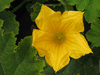 Cucurbita pepo Coloquinelle; fleurs-M