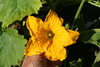 Cucurbita pepo Coloquinelle; fleurs-M