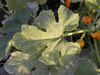 Cucurbita pepo Coloquinte cuillère; feuilles
