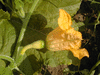 Cucurbita pepo Coloquinte cuillre; fleurs-F