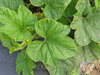 Cucurbita pepo Coloquinte cuillre; feuilles