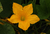 Cucurbita pepo Coloquinte cuillère; fleurs-M