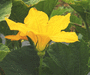 Cucurbita pepo Coloquinte cuillre; fleurs-M