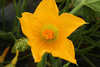 Cucurbita pepo Coloquinte cuillère; fleurs-F