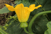 Cucurbita pepo F1 Sincrit; fleurs-F