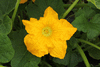 Cucurbita pepo F1 Sincrit; fleurs-M