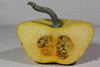 Cucurbita pepo F1 Sincrit; coupes