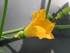 Cucurbita pepo Coloquinte poire rayée; fleurs-F