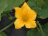 Cucurbita pepo Coloquinte poire rayée; fleurs-M
