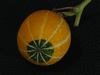 Cucurbita pepo Coloquinte poire rayée; ombilics