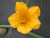 Cucurbita pepo Coloquinte poire rayée; fleurs-F