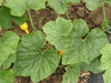 Cucurbita pepo Coloquinte poire raye; feuilles