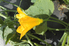 Cucurbita pepo Coloquinte poire rayée; fleurs-M