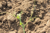 Cucurbita pepo Coloquinte poire rayée; vrilles