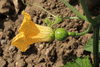 Cucurbita pepo Coloquinte poire raye; fleurs-F