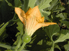 Cucurbita pepo Coloquinte plate raye; fleurs-F