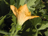 Cucurbita pepo Coloquinte plate rayée; fleurs-F